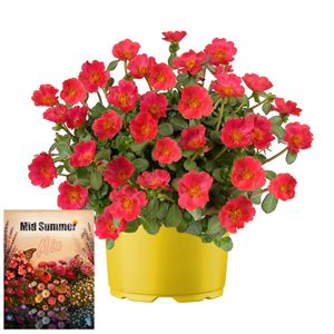 Afbeelding van Ms P12 Portulaca Tropical Punch
